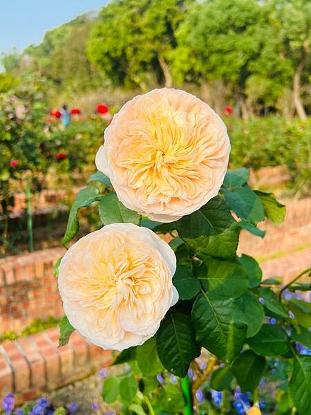 台北捷運士林站半日遊:參觀士林官邸。玫瑰花園