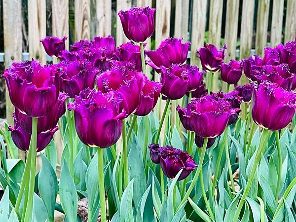 2024年士林官邸公園鬱金香花季:相鬱祈福。鬱金香齊放