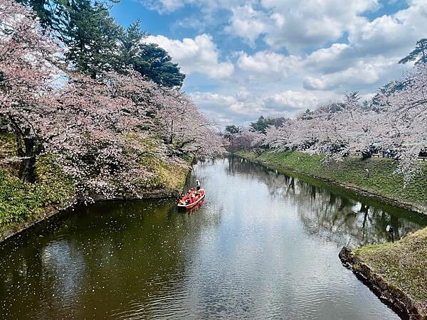 《2023年日本東北櫻花季》青森弘前公園櫻花盛開。附青森弘前交通方式（日本東北函館白老自由行ep03）