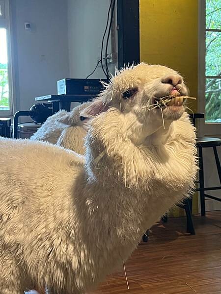 陽明山草山小鎮:大衛小小羊David & Alpaca,近距 陽明山草山小鎮:大衛小小羊David & Alpaca,近距