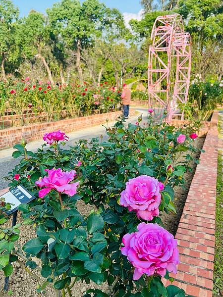 台北捷運士林站半日遊:參觀士林官邸。玫瑰花園