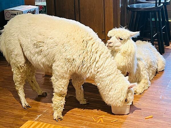 陽明山草山小鎮:大衛小小羊David & Alpaca,近距 陽明山草山小鎮:大衛小小羊David & Alpaca,近距