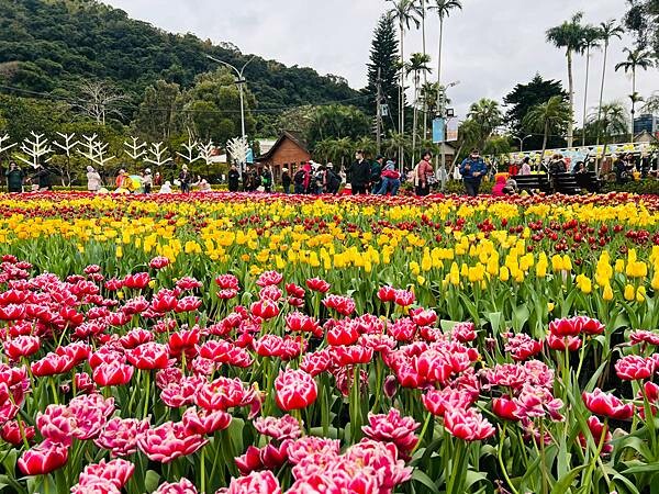 2024年士林官邸公園鬱金香花季:相鬱祈福。鬱金香齊放