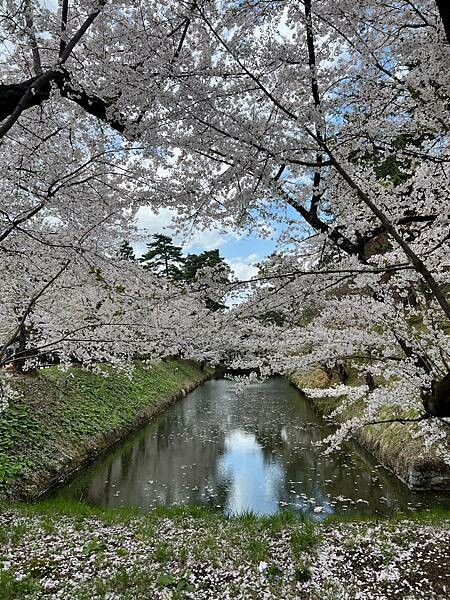 《2023年日本東北櫻花季》青森弘前公園櫻花盛開。附青森弘前交通方式（日本東北函館白老自由行ep03）