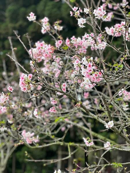 台北中正紀念堂櫻花季：搭捷運也能賞櫻景點。粉紅大漁櫻、桃紅八