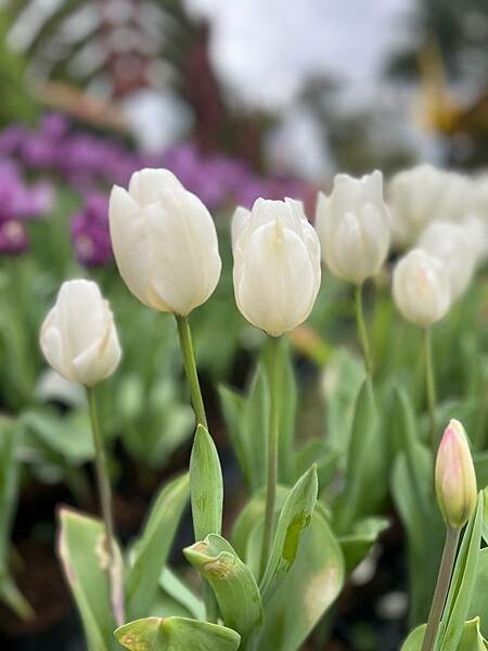 2024年士林官邸公園鬱金香花季:相鬱祈福。鬱金香齊放