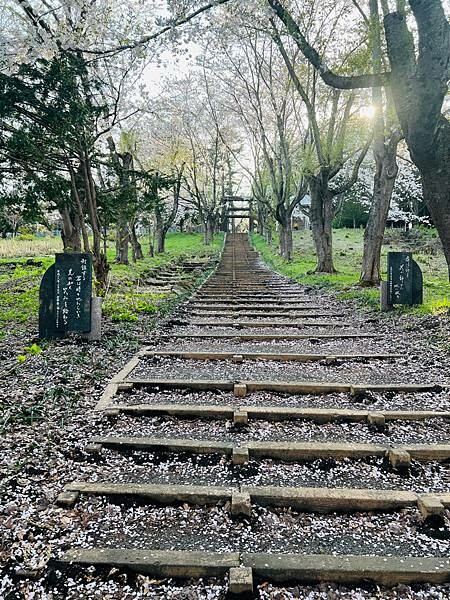 《2023年日本東北櫻花季》陸奧鶴田半日遊。津輕富士見湖。鶴 《2023年日本東北櫻花季》陸奧鶴田半日遊。津輕富士見湖。鶴