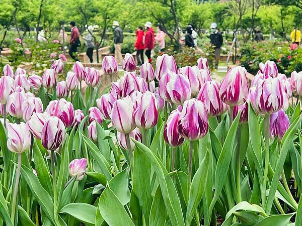 2024年士林官邸公園鬱金香花季:相鬱祈福。鬱金香齊放