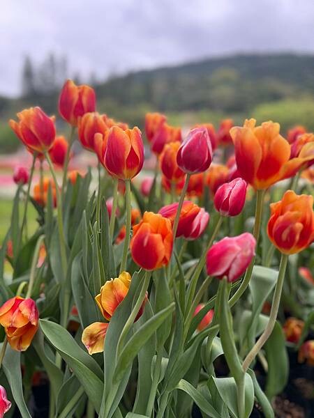 2024年士林官邸公園鬱金香花季:相鬱祈福。鬱金香齊放