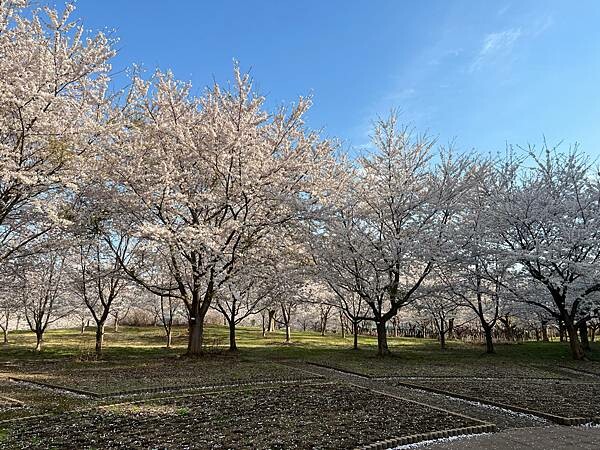 《2023年日本東北櫻花季》陸奧鶴田半日遊。津輕富士見湖。鶴 《2023年日本東北櫻花季》陸奧鶴田半日遊。津輕富士見湖。鶴