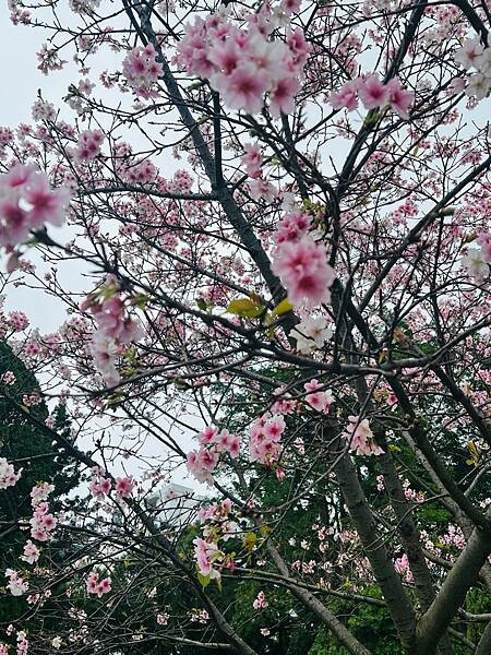 台北中正紀念堂櫻花季：搭捷運也能賞櫻景點。粉紅大漁櫻、桃紅八