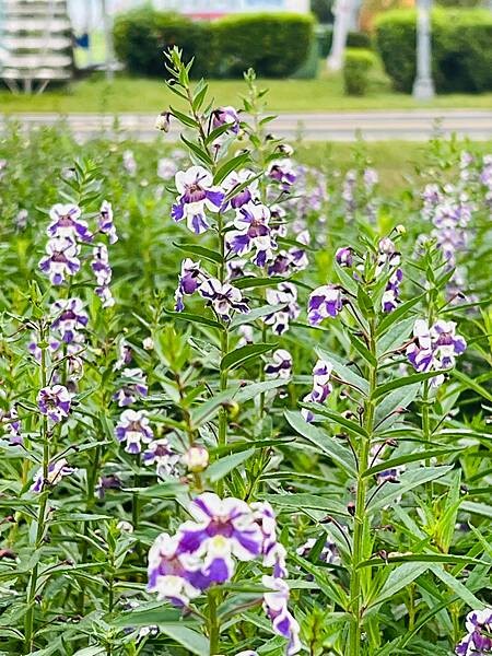 台北市捷運北門站:12月的延平河濱公園花海