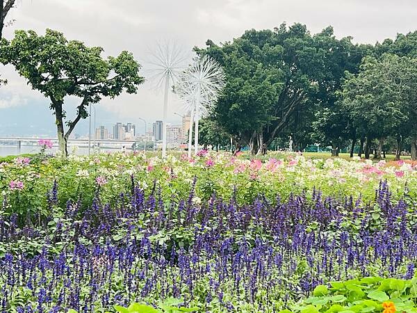 台北市捷運北門站:12月的延平河濱公園花海