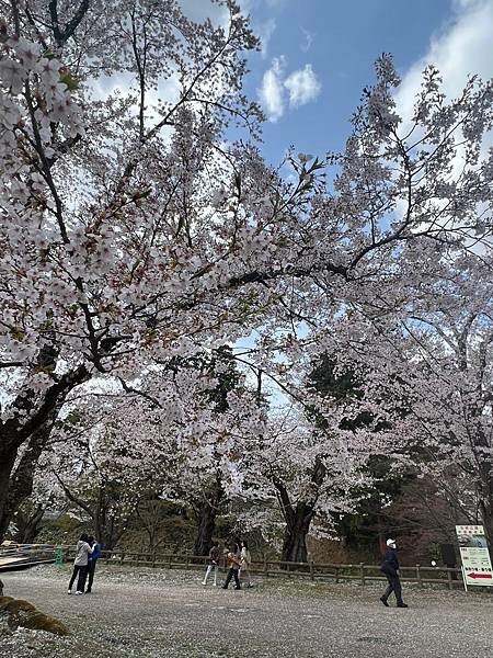 《2023年日本東北櫻花季》青森弘前公園櫻花盛開。附青森弘前交通方式（日本東北函館白老自由行ep03）
