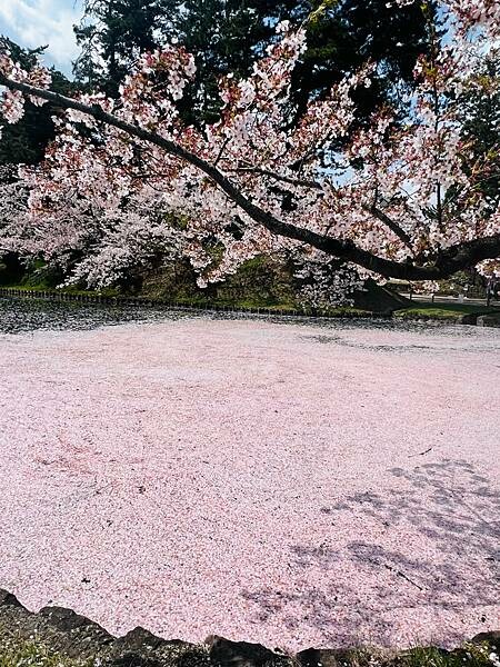 《2023年日本東北櫻花季》青森弘前公園櫻花盛開。附青森弘前交通方式（日本東北函館白老自由行ep03）