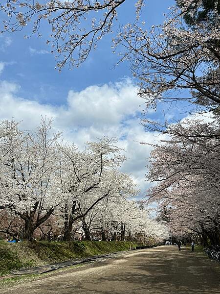 《2023年日本東北櫻花季》青森弘前公園櫻花盛開。附青森弘前交通方式（日本東北函館白老自由行ep03）