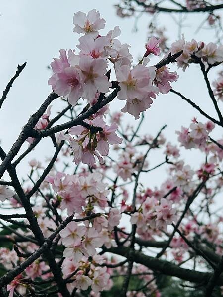台北中正紀念堂櫻花季：搭捷運也能賞櫻景點。粉紅大漁櫻、桃紅八