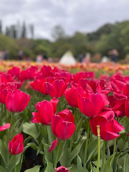 2024年士林官邸公園鬱金香花季:相鬱祈福。鬱金香齊放
