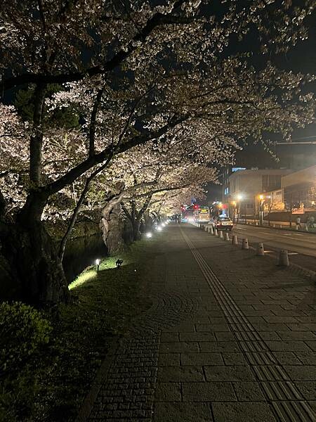 《2023年日本東北櫻花季》青森弘前公園櫻花盛開。附青森弘前交通方式（日本東北函館白老自由行ep03）
