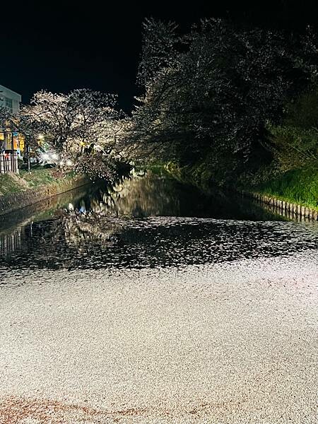 《2023年日本東北櫻花季》青森弘前公園櫻花盛開。附青森弘前交通方式（日本東北函館白老自由行ep03）