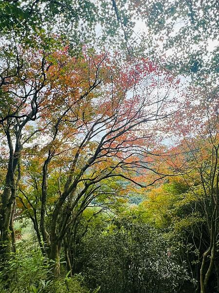 新北市汐止拱北殿：賞楓步道。慢步雙拱橋熱門打卡景點