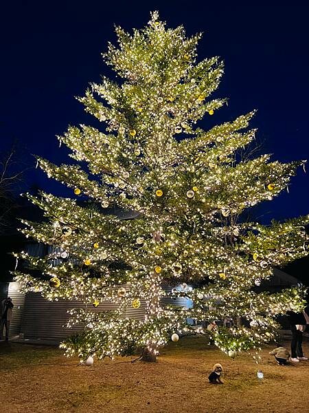 2023年日本長野縣輕井澤星野渡假飯店浪漫聖誕活動:杉樹廣場