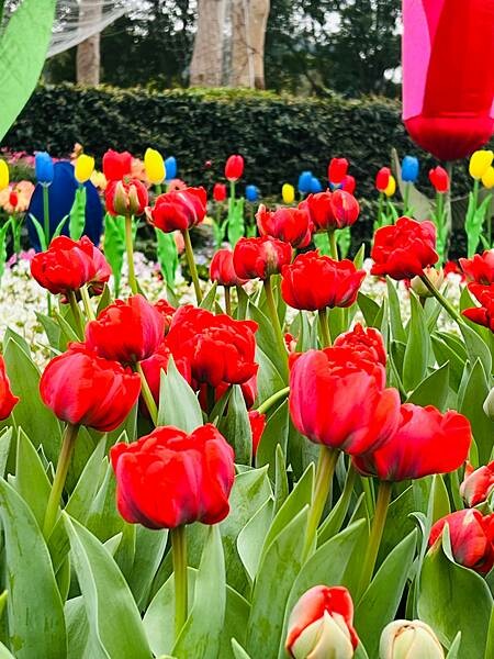 2024年士林官邸公園鬱金香花季:相鬱祈福。鬱金香齊放