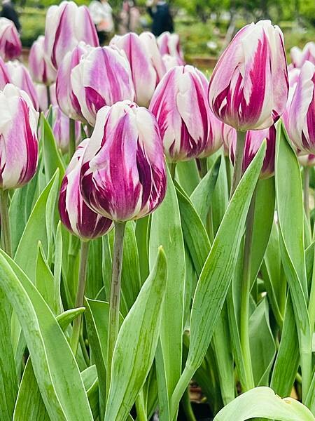 2024年士林官邸公園鬱金香花季:相鬱祈福。鬱金香齊放