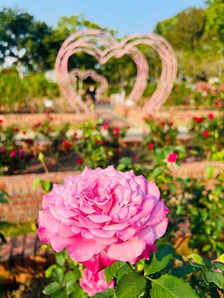 台北捷運士林站半日遊:參觀士林官邸。玫瑰花園