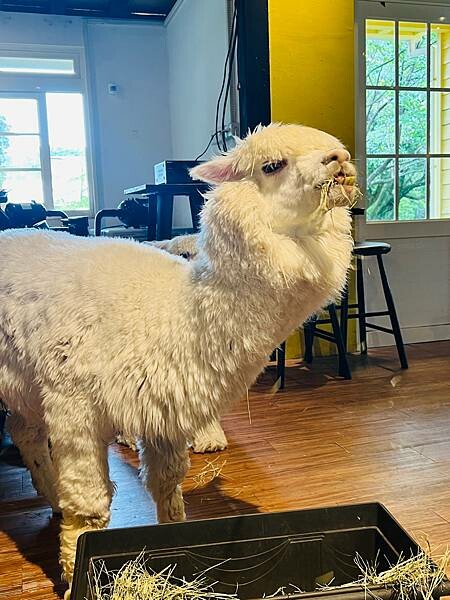 陽明山草山小鎮:大衛小小羊David & Alpaca,近距 陽明山草山小鎮:大衛小小羊David & Alpaca,近距