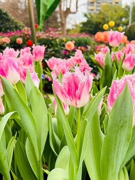 2024年士林官邸公園鬱金香花季:相鬱祈福。鬱金香齊放