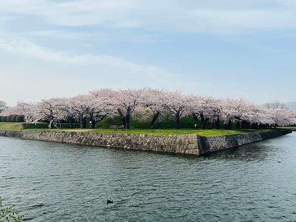 2023年北海道函館五稜郭櫻花季:熱情的盛開。推薦日本好吃的