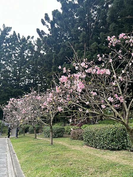 台北中正紀念堂櫻花季：搭捷運也能賞櫻景點。粉紅大漁櫻、桃紅八
