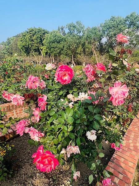 台北捷運士林站半日遊:參觀士林官邸。玫瑰花園