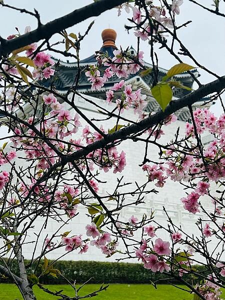 台北中正紀念堂櫻花季：搭捷運也能賞櫻景點。粉紅大漁櫻、桃紅八