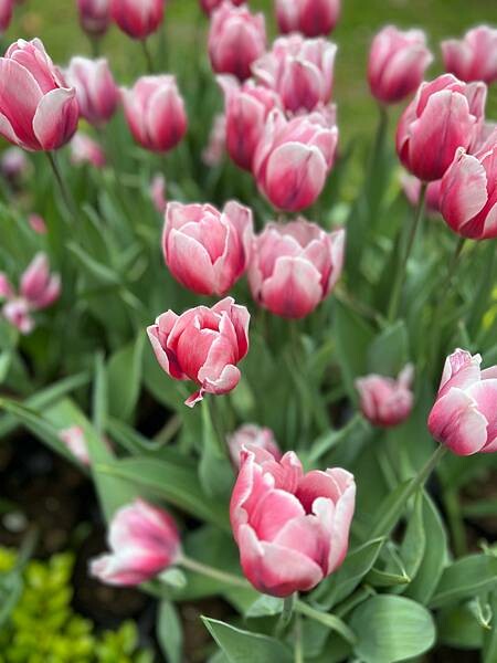 2024年士林官邸公園鬱金香花季:相鬱祈福。鬱金香齊放