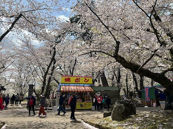 《2023年日本東北櫻花季》青森弘前公園櫻花盛開。附青森弘前交通方式（日本東北函館白老自由行ep03）