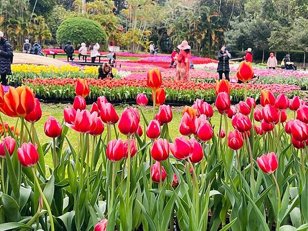 2024年士林官邸公園鬱金香花季:相鬱祈福。鬱金香齊放