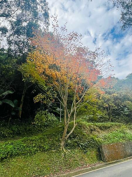 新北市汐止拱北殿：賞楓步道。慢步雙拱橋熱門打卡景點