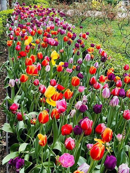 2024年士林官邸公園鬱金香花季:相鬱祈福。鬱金香齊放