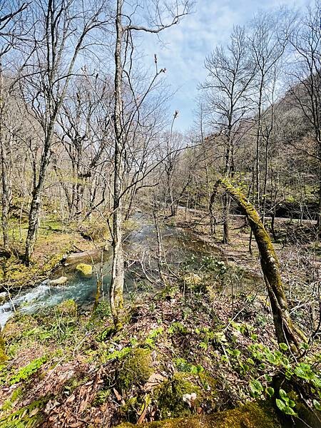 奧入瀨溪流一日慢走遊記:三亂の流れ、石戶休息站、阿修羅之流、 奧入瀨溪流一日慢走遊記:三亂の流れ、石戶休息站、阿修羅之流、