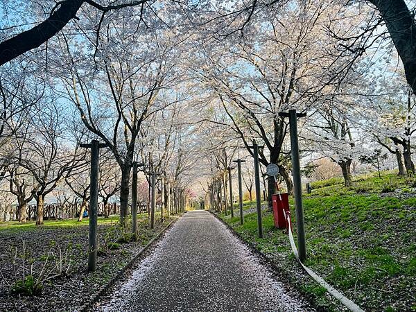 《2023年日本東北櫻花季》陸奧鶴田半日遊。津輕富士見湖。鶴 《2023年日本東北櫻花季》陸奧鶴田半日遊。津輕富士見湖。鶴