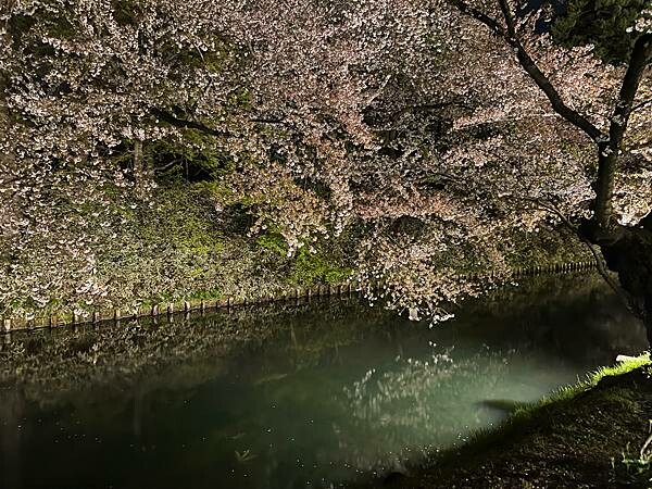 《2023年日本東北櫻花季》青森弘前公園櫻花盛開。附青森弘前交通方式（日本東北函館白老自由行ep03）