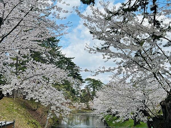 《2023年日本東北櫻花季》青森弘前公園櫻花盛開。附青森弘前交通方式（日本東北函館白老自由行ep03）