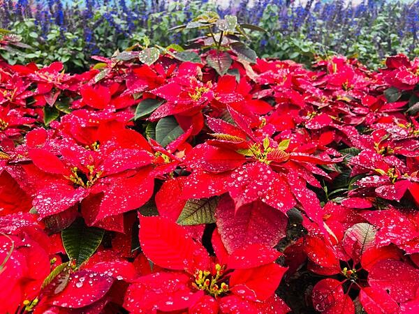 台北市捷運北門站:12月的延平河濱公園花海