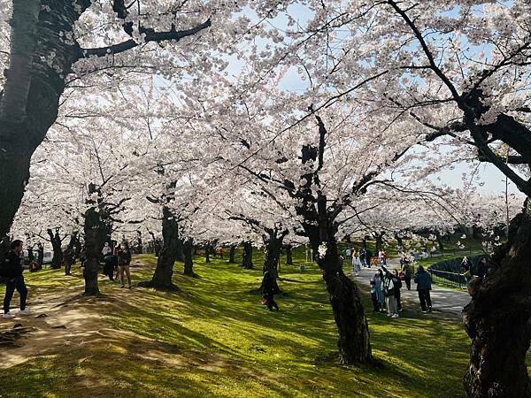 2023年北海道函館五稜郭櫻花季:熱情的盛開。推薦日本好吃的