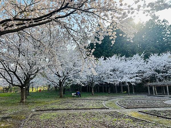 《2023年日本東北櫻花季》陸奧鶴田半日遊。津輕富士見湖。鶴 《2023年日本東北櫻花季》陸奧鶴田半日遊。津輕富士見湖。鶴