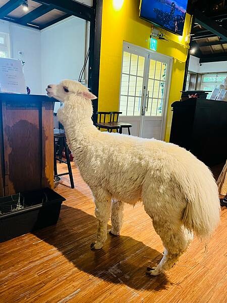陽明山草山小鎮:大衛小小羊David & Alpaca,近距 陽明山草山小鎮:大衛小小羊David & Alpaca,近距