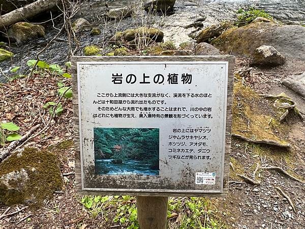 奧入瀨溪流一日慢走遊記:三亂の流れ、石戶休息站、阿修羅之流、 奧入瀨溪流一日慢走遊記:三亂の流れ、石戶休息站、阿修羅之流、