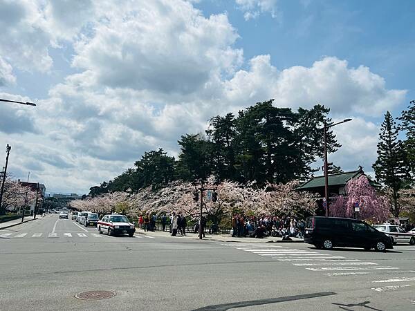 《2023年日本東北櫻花季》青森弘前公園櫻花盛開。附青森弘前交通方式（日本東北函館白老自由行ep03）